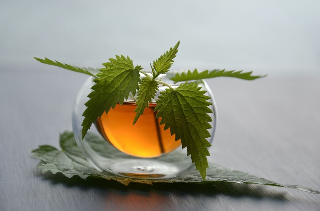 Nettle – spring flavours with an air of sustainable gastronomy